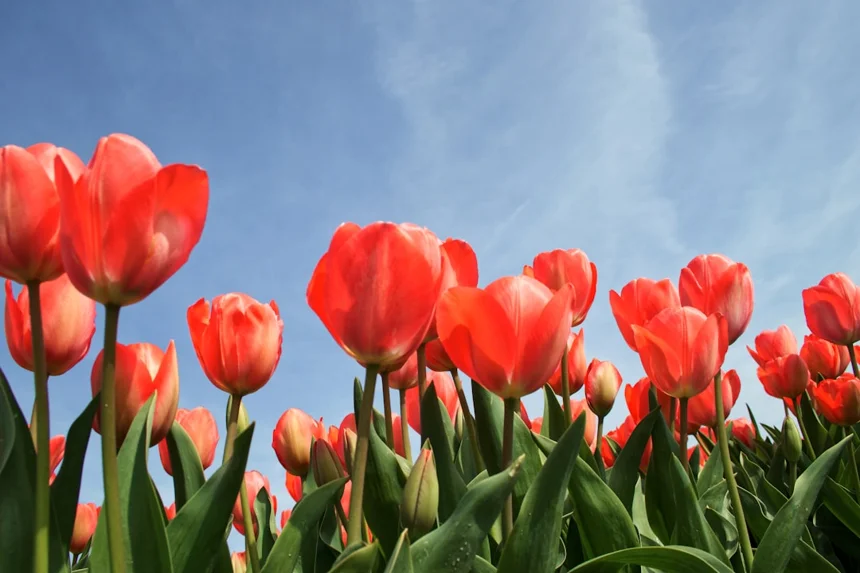 tulip