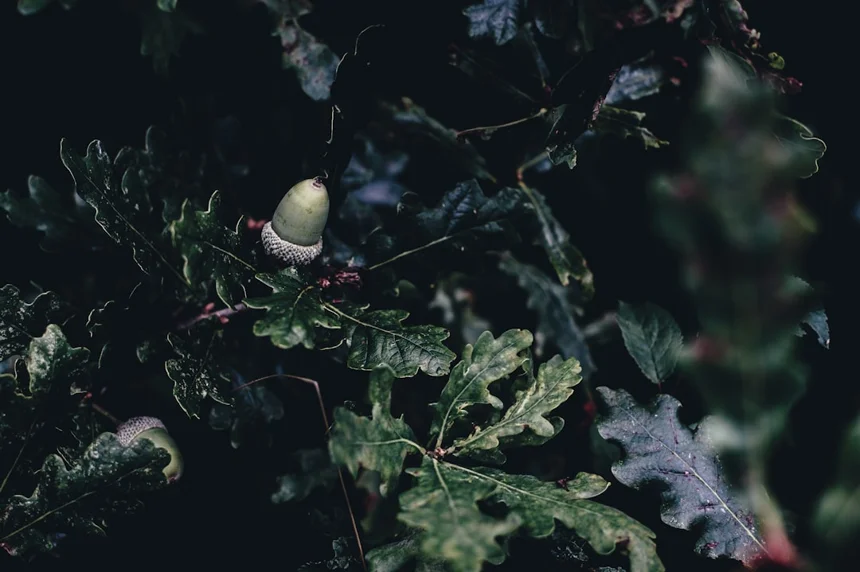 Acorn