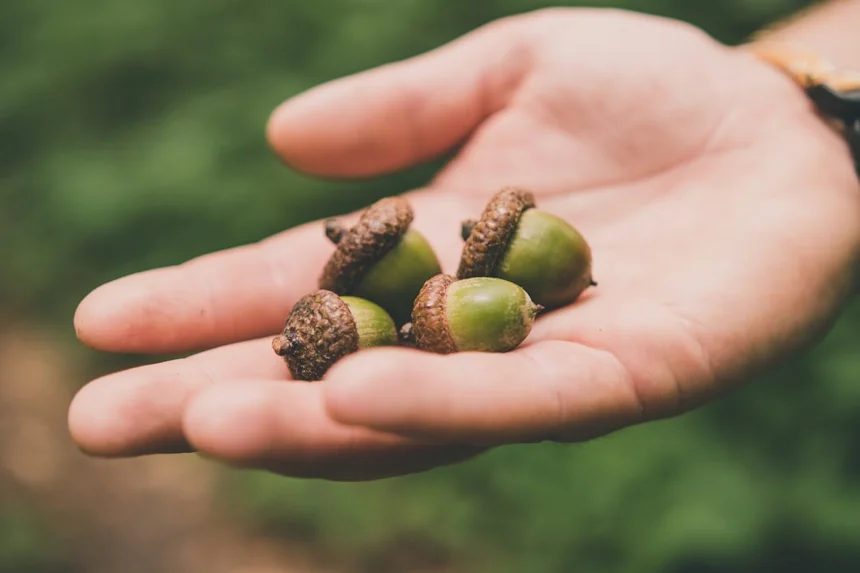 Acorn