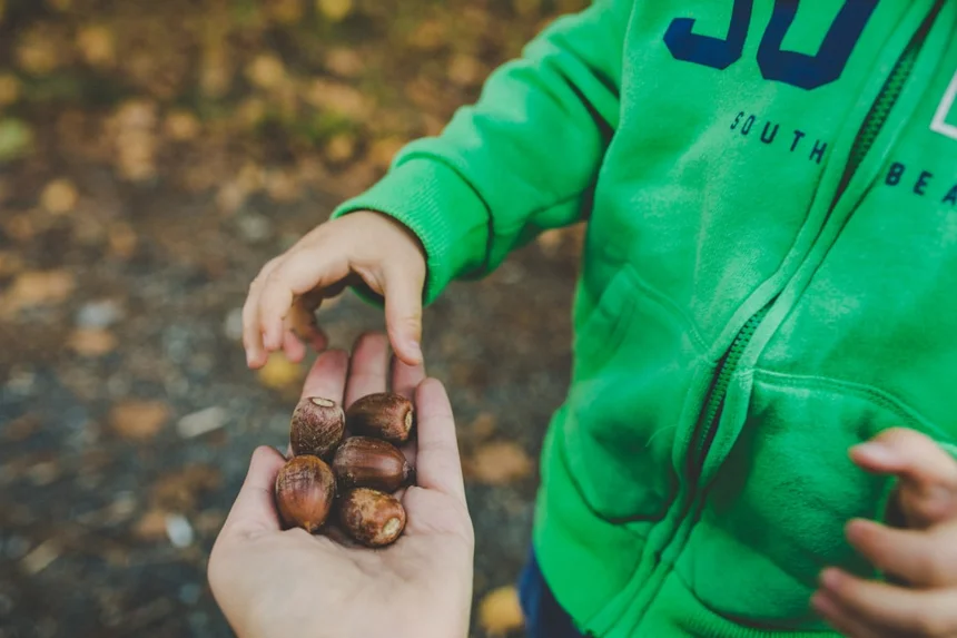 Acorn