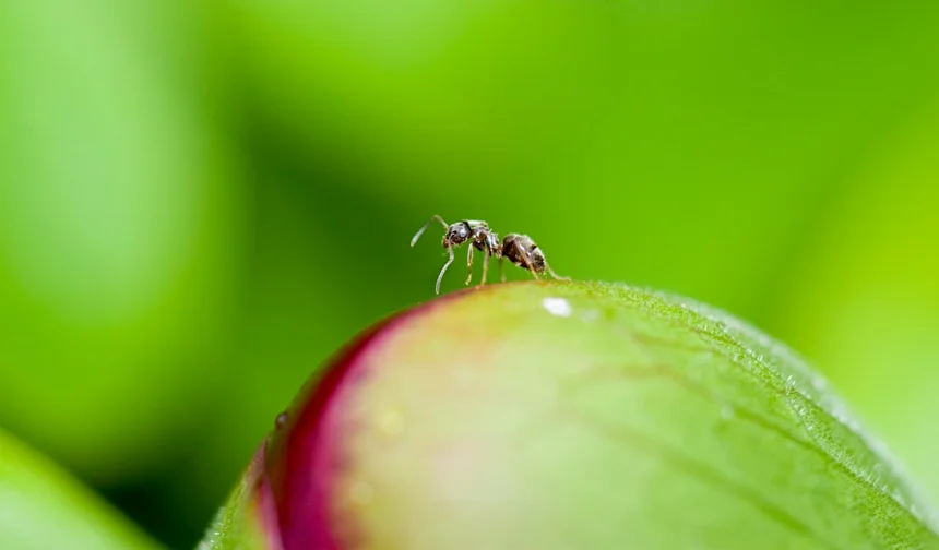 Ant