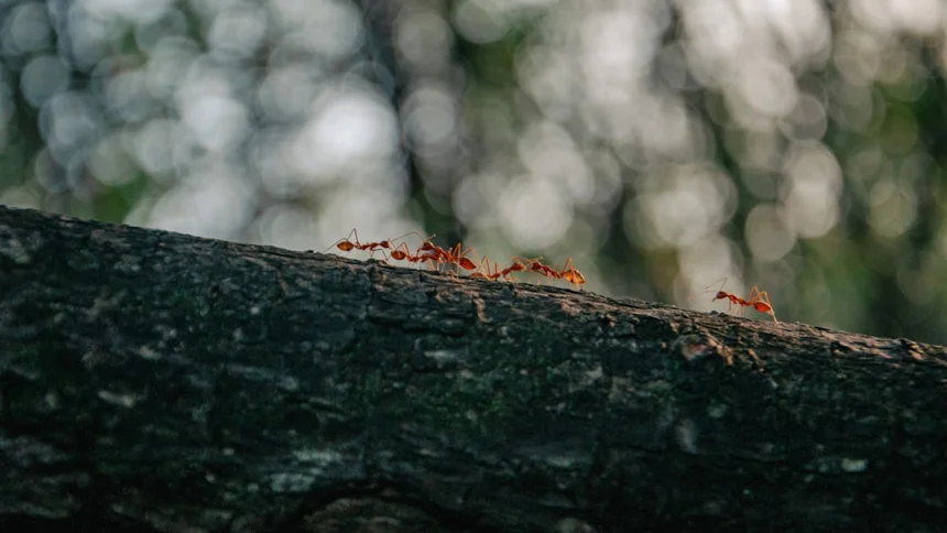 Ants