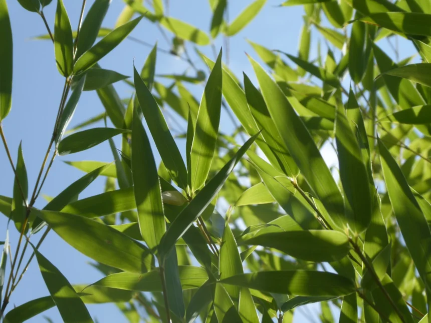 Bamboo shoots