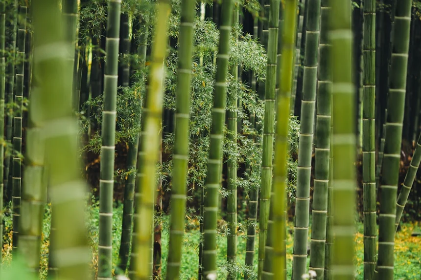 Bamboo