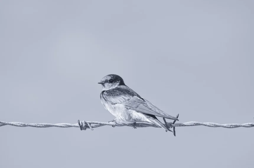 Barbed wire