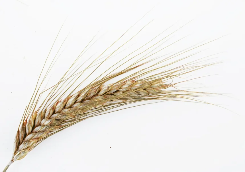 Barley