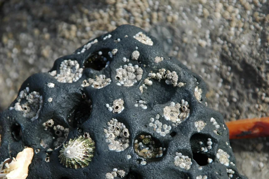 Barnacle