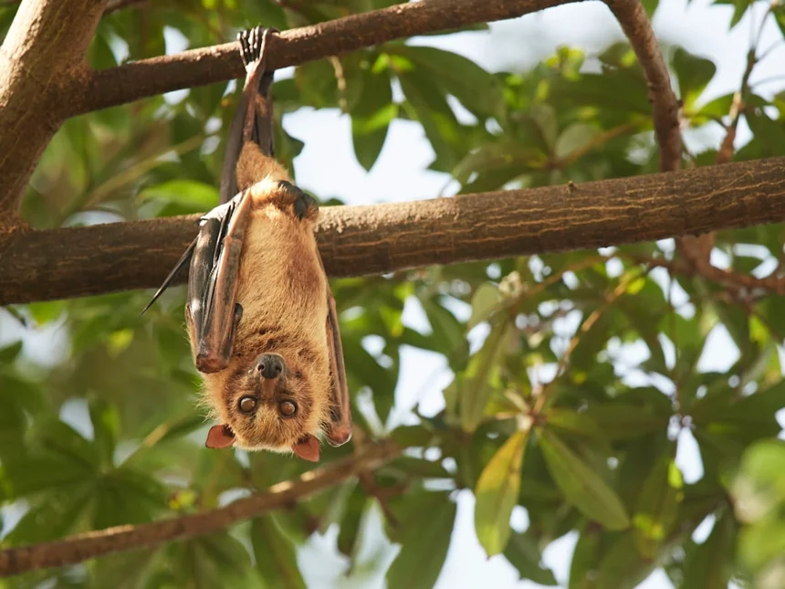 Bat