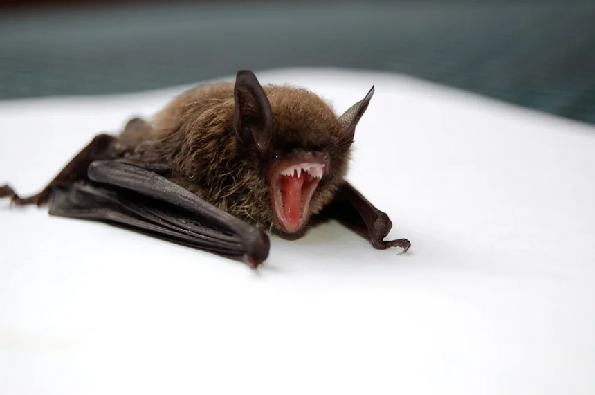 Bat