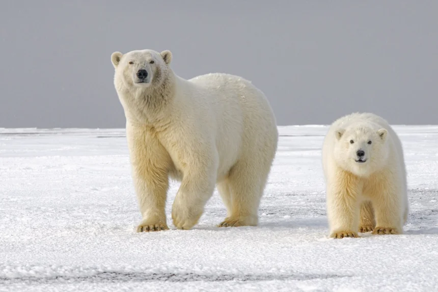 Bear