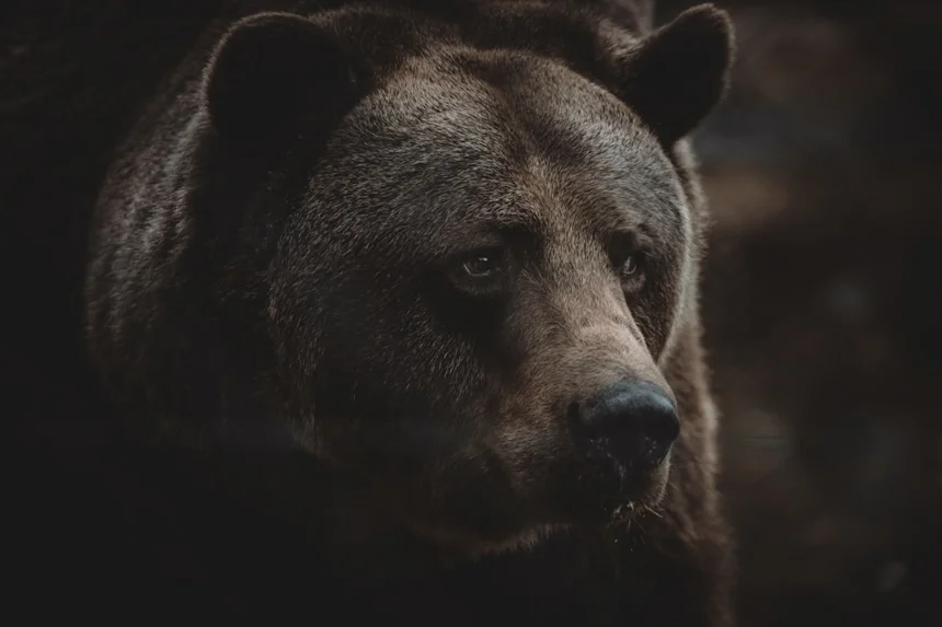 Bear