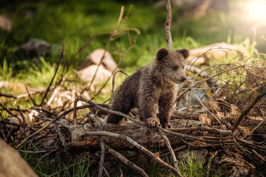 Bear