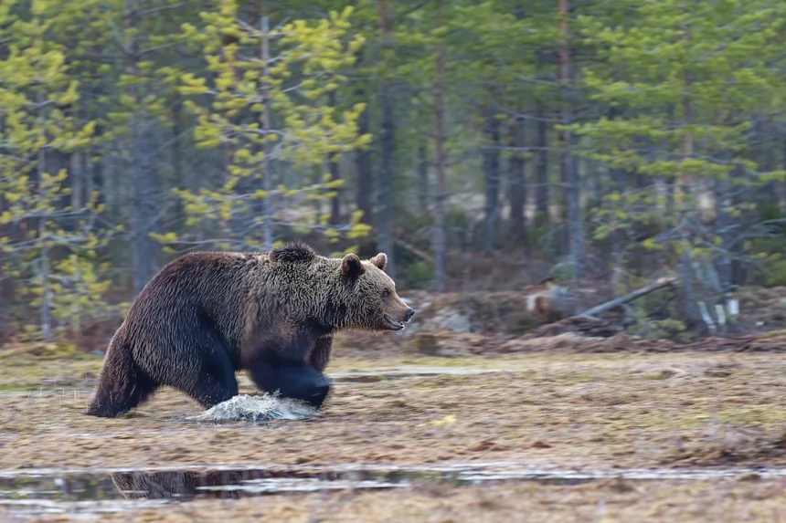 Bears