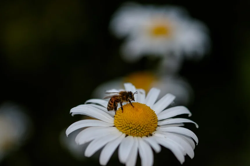 Bee