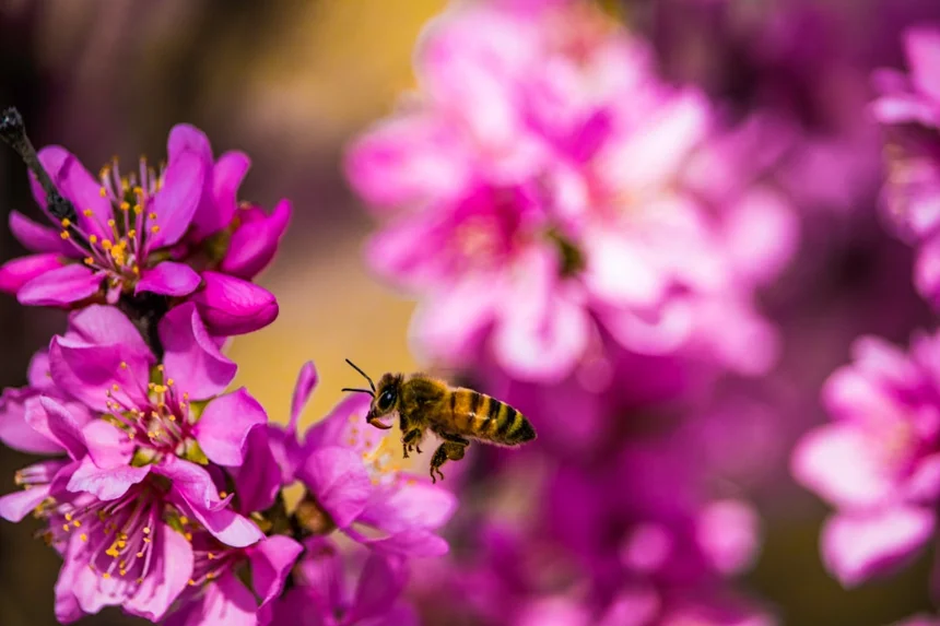 Bees
