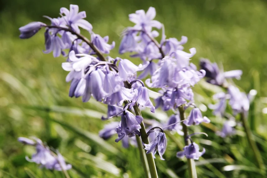 Bellflower