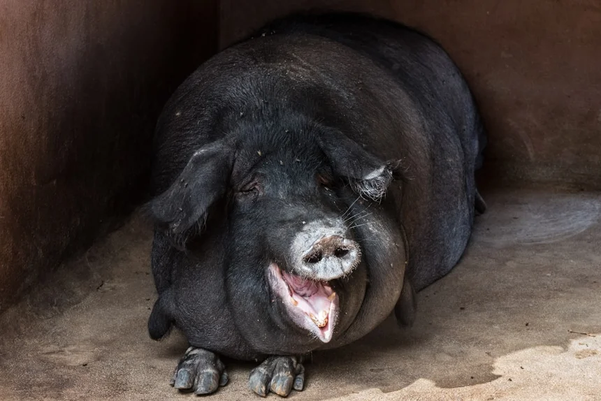 Black pig
