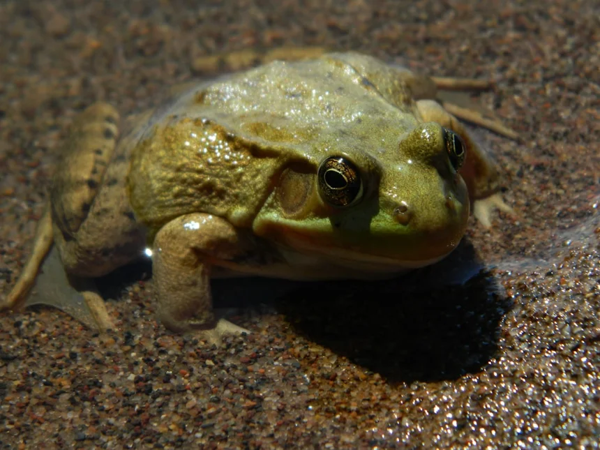 Bullfrog.