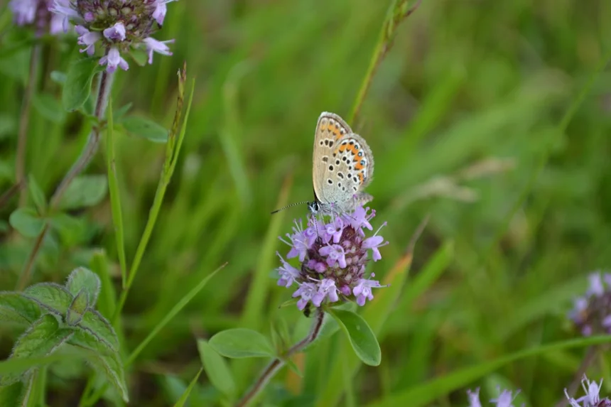 Butterfly.