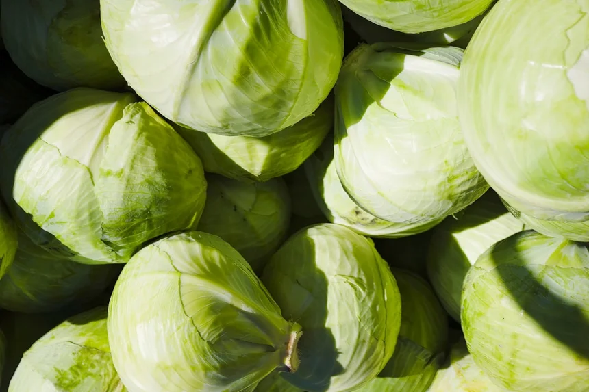 Cabbage