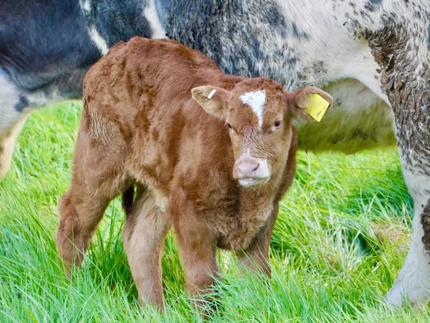 Calf