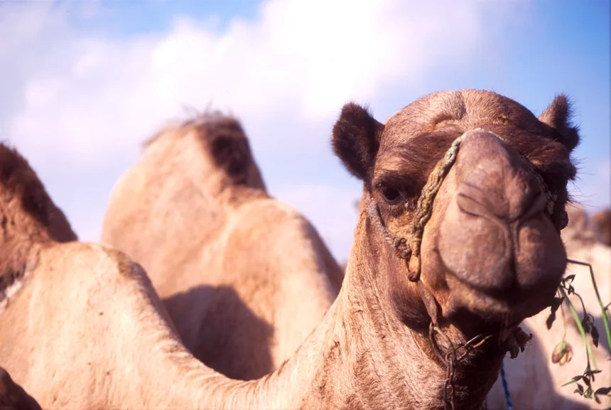 Camel