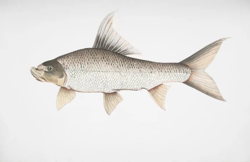 Carp