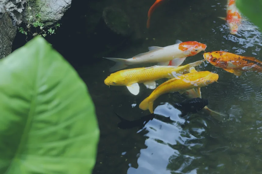 Carp