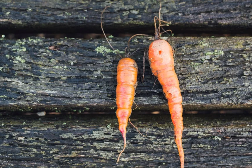 Carrot