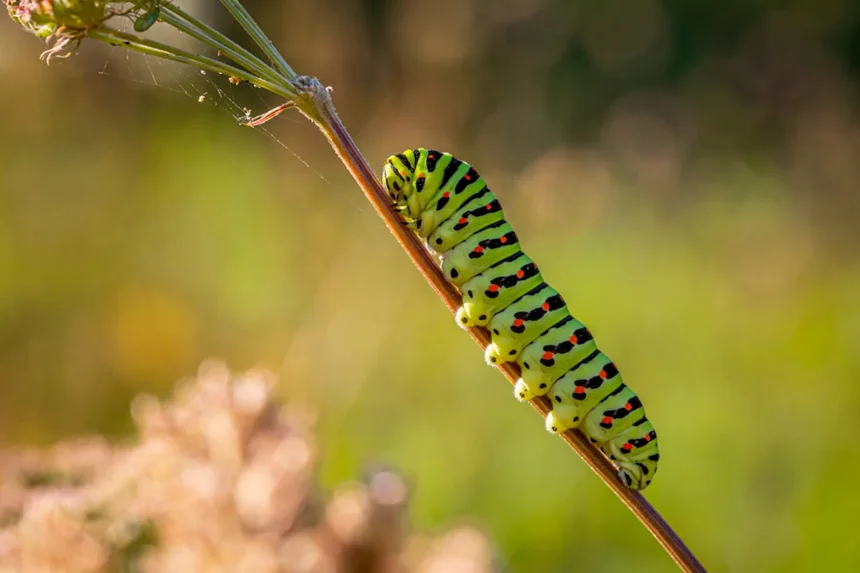 Caterpillar