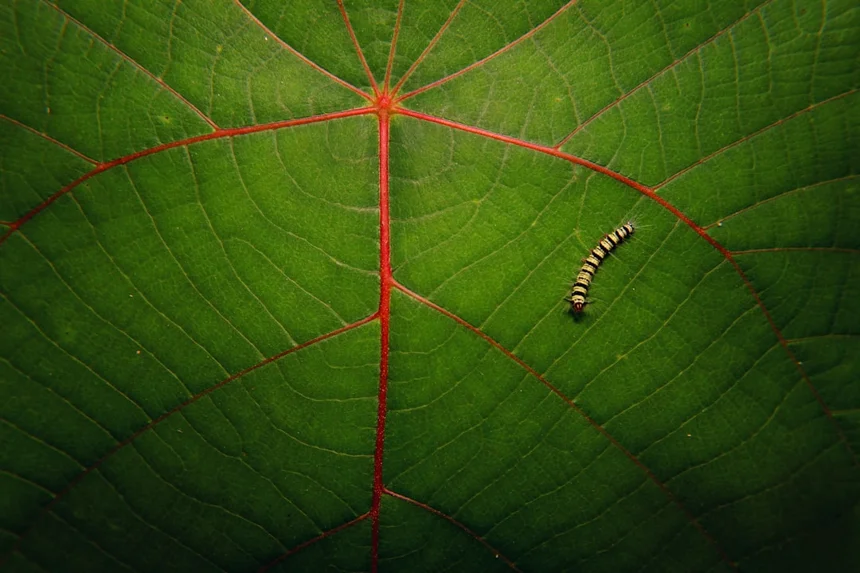 Caterpillar