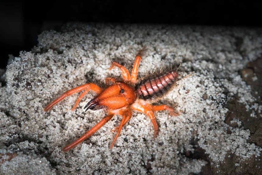 Centipede.
