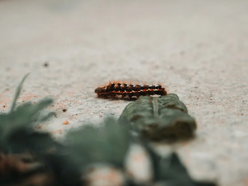Centipede