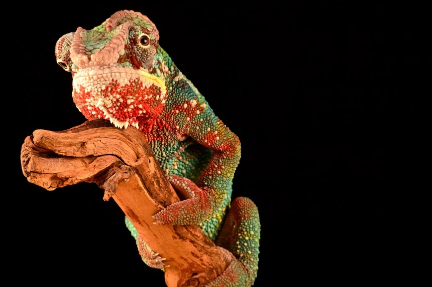 Chameleon