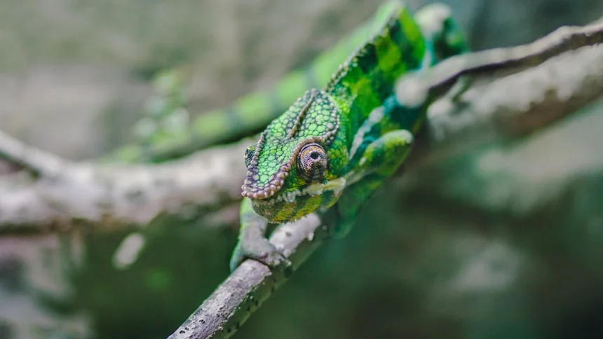 Chameleon