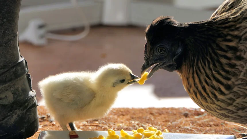 Chick