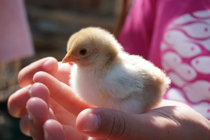 Chick