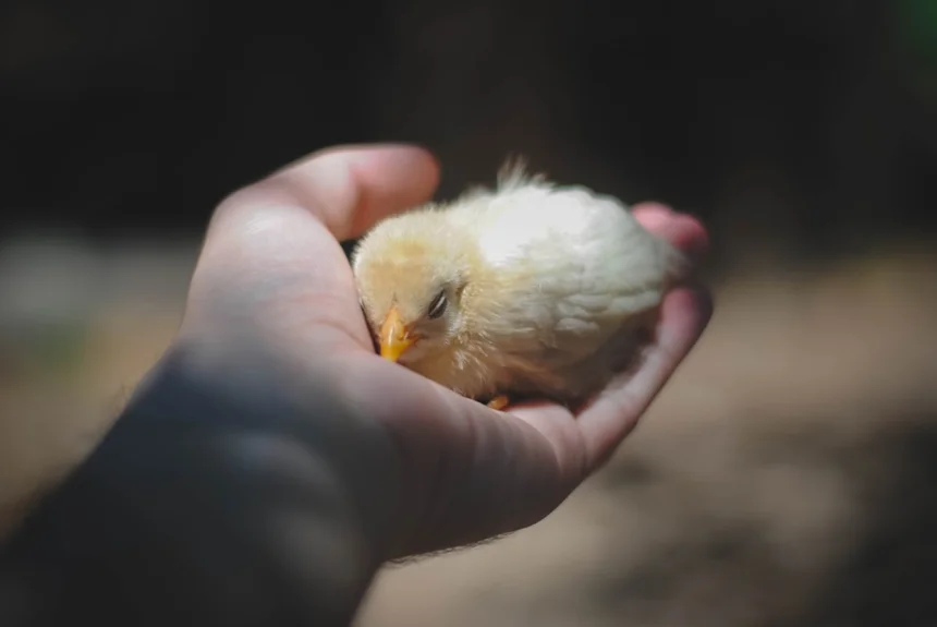 Chick