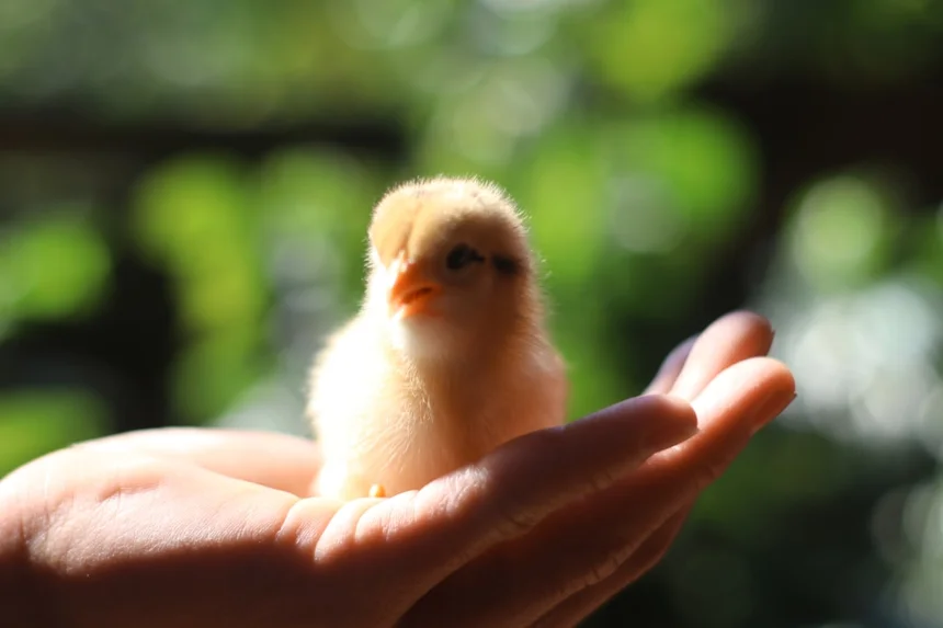 Chick