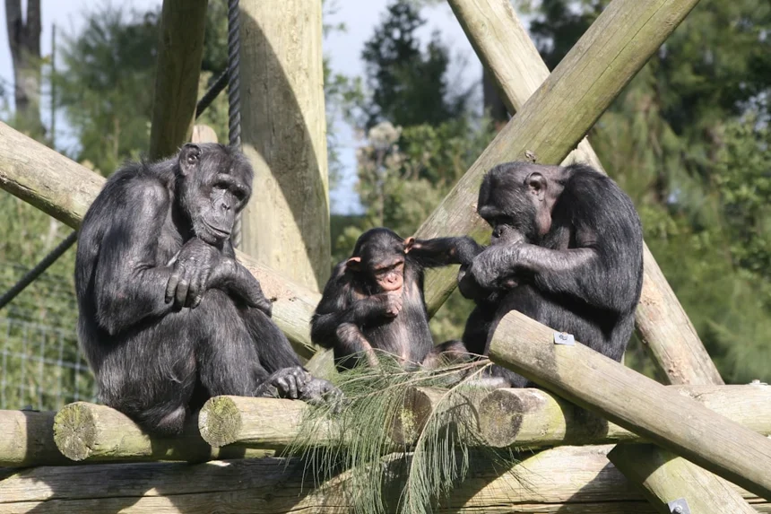 Chimpanzee