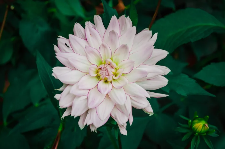 Chrysanthemum