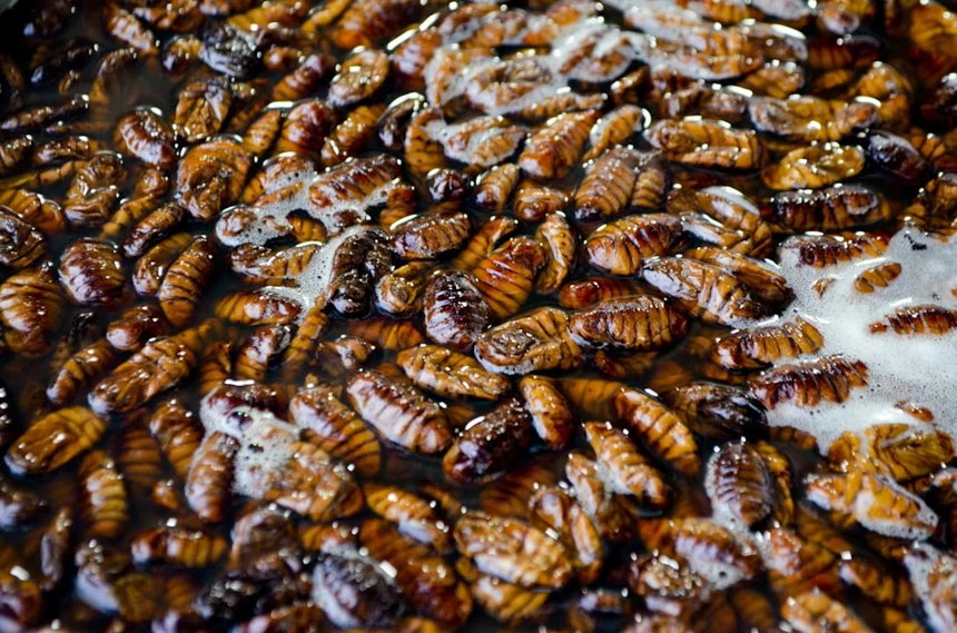 Cockroach