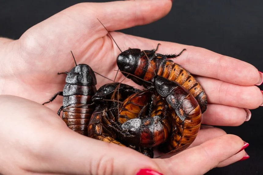 Cockroach