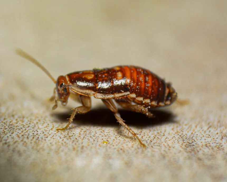 Cockroach