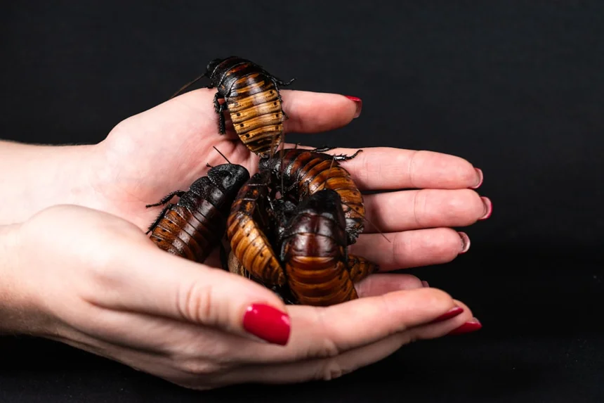 Cockroach