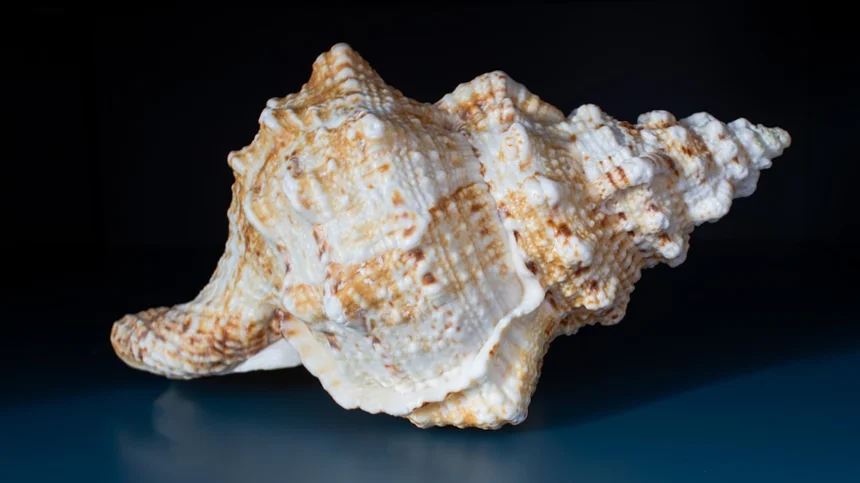 Conch