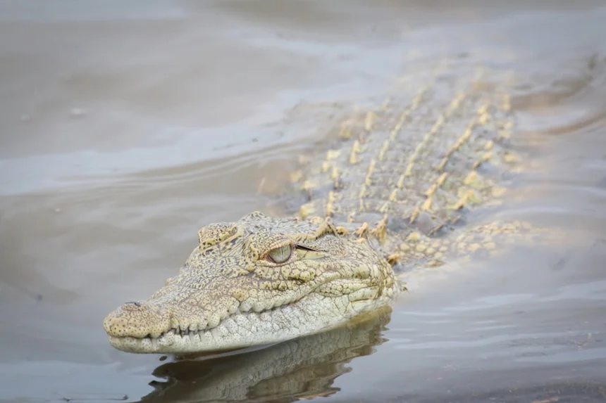Crocodile