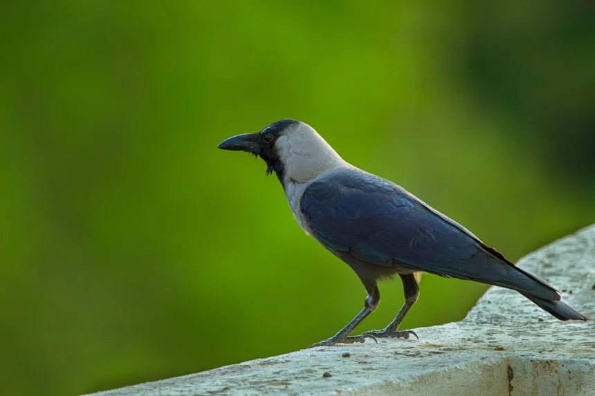 Crow