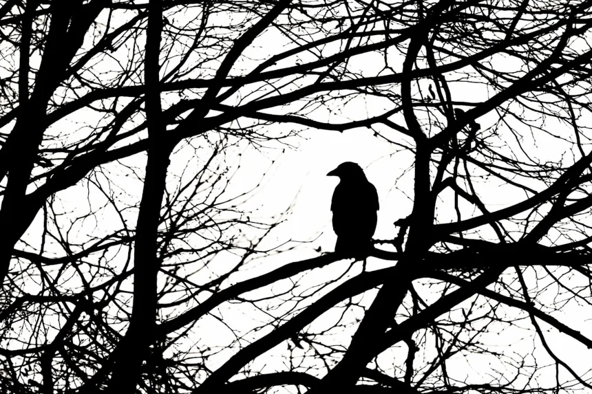 Crow