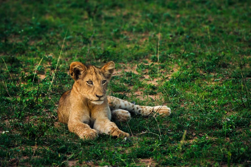 Cub